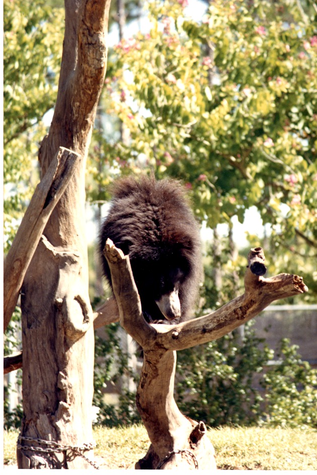 Young sloth bear climbing on the habitat's tree structure in its habitat at Miami Metrozoo