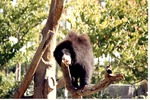 Young sloth bear chewing on a branch of its habitat's tree structure at Miami Metrozoo