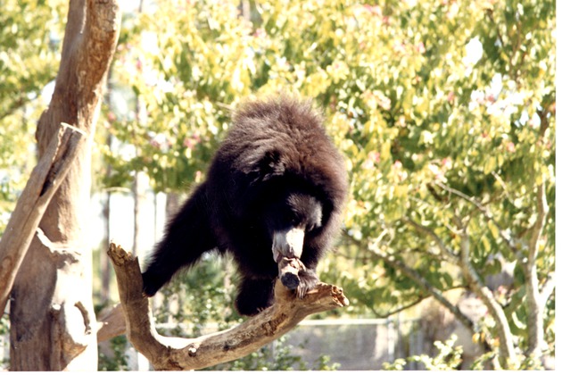 Young sloth bear chewing on the end of a branch of a tree structure at Miami Metrozoo