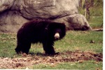 Young sloth bear standing in its habitat at Miami Metrozoo