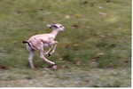 [1980/2000] Young goitered gazelle running through its habitat at Miami Metrozoo