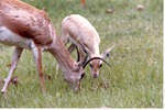 [1980/2000] Young goitered gazelle grazing with an adult with a deformed horn at Miami Metrozoo