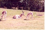 Group of goitered gazelle grazing and resting in their habitat at Miami Metrozoo