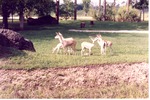 Herd of goitered gazelle grazing in their habitat at Miami Metrozoo