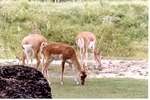 Three female blackbuck antelopes grazing in their habitat at Miami Metrozoo