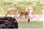 Three female blackbuck antelopes grazing together at Miami Metrozoo