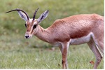 [1980/2000] Goitered gazelle with a deformed horn standing in the grass at Miami Metrozoo