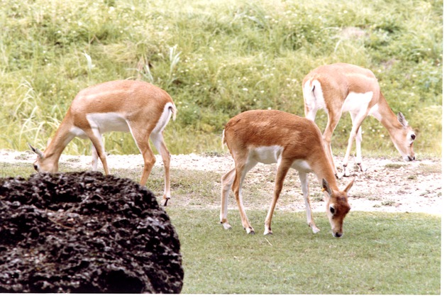 Three female blackbuck grazing together in their habitat at Miami Metrozoo