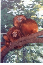 Two golden lion tamarin monkeys sitting on a branch in their habitat at Miami Metrozoo