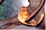 [1980/2000] Golden lion tamarin monkey sitting on a tree branch at Miami Metrozoo
