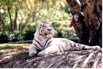 [1980/2000] White tiger reclining in the shade of a tree in its habitat at Miami Metrozoo