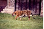 Bengal tiger prowling in front of its habitat temple at Miami Metrozoo