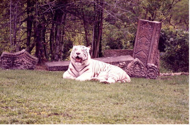 White Bengal tiger yawning in front of temple ruins in their habitat at Miami Metrozoo