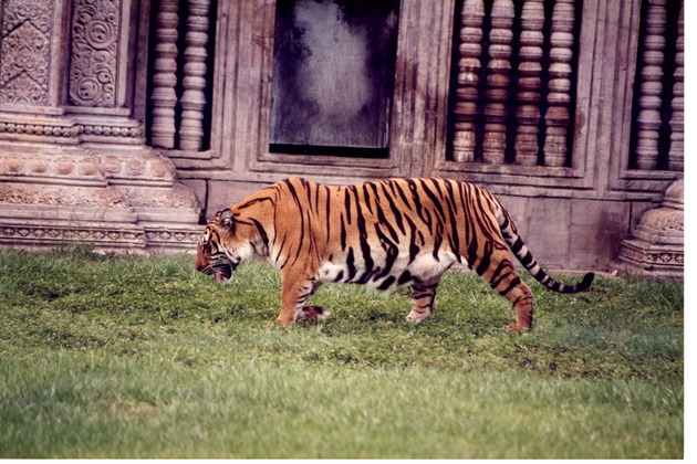 Bengal tiger walking past its habitat's temple at Miami Metrozoo