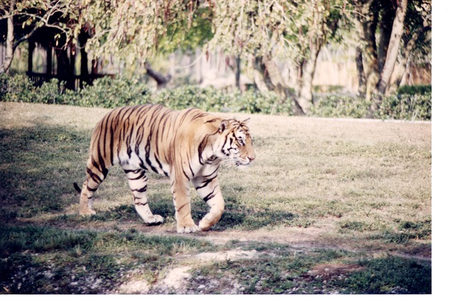 Bengal tiger sauntering through its habitat at Miami Metrozoo