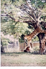 Bengal tiger jumping out of a tree with another resting in the background at Miami Metrozoo