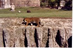 Bengal tiger walking atop the rocks of the habitat's barrier pit at Miami Metrozoo