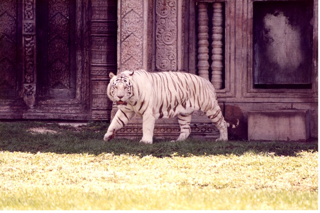 White Bengal tiger walking in the shade of the habitat's temple at Miami Metrozoo