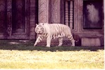 [1980/2000] White Bengal tiger walking in the shade of the habitat's temple at Miami Metrozoo