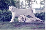 Two white Bengal tigers in the shade together in their habitat at Miami Metrozoo