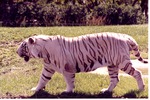 [1980/2000] White Bengal tiger walking through the grass of its habitat at Miami Metrozoo