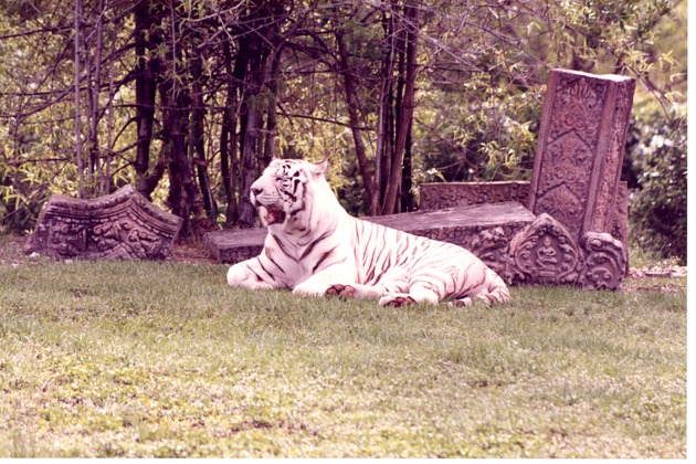 White Bengal tiger in front of temple ruins at Miami Metrozoo