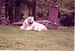 White Bengal tiger laying in front of temple ruins at Miami Metrozoo