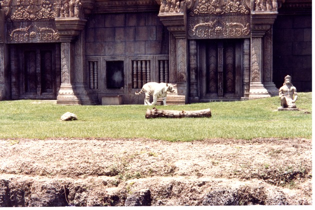 White Bengal tiger walking in front of its habitat temple at Miami Metrozoo