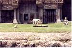 [1980/2000] White Bengal tiger walking in front of its habitat temple at Miami Metrozoo