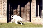 White Bengal tiger walking by the habitat temple in the sunshine at Miami Metrozoo