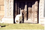 [1980/2000] White Bengal tiger with tail raised standing by its habitat temple at Miami Metrozoo