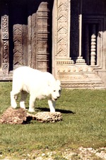 [1980/2000] White Bengal tiger walking away from its temple habitat at Miami Metrozoo