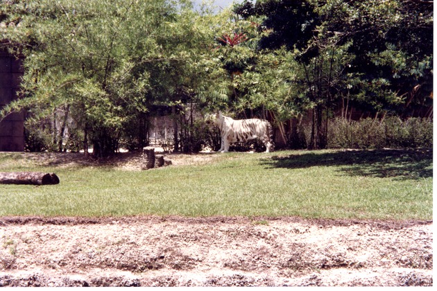 White Bengal tiger by the habitat's fence by its habitat's trees at Miami Metrozoo