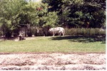 White Bengal tiger by the habitat's fence at Miami Metrozoo