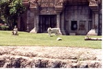 View of a white Bengal tiger in front of its habitat temple at Miami Metrozoo