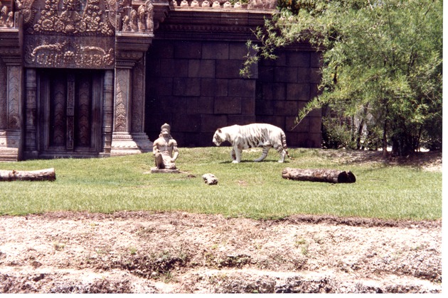 White Bengal tiger walking through its habitat past the temple at Miami Metrozoo