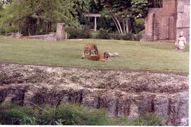 Two Bengal tigers, one standing the other laying down, in the habitat at Miami Metrozoo