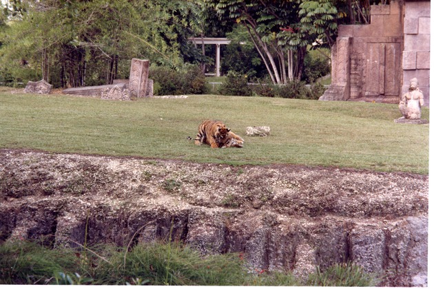 Two Bengal tigers play fighting together in their habitat at Miami Metrozoo