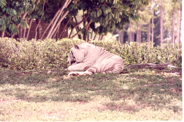 White Bengal tiger asleep on the roots of a tree in its habitat at Miami Metrozoo