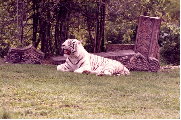 White Bengal tiger yawning beside temple ruins at Miami Metrozoo
