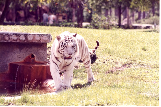 White Bengal tiger beside a habitat pool at Miami Metrozoo