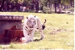 [1980/2000] White Bengal tiger beside a habitat pool at Miami Metrozoo