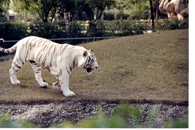 White Bengal tiger walking along the habitat's rocky barrier pit at Miami Metrozoo