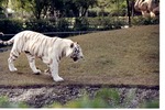 [1989] White Bengal tiger walking along the habitat's rocky barrier pit at Miami Metrozoo