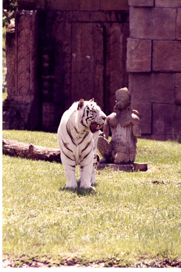 White Bengal tiger Walking away from the habitat's temple and statue at Miami Metrozoo
