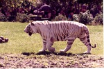 White Bengal tiger walking in its habitat at Miami Metrozoo