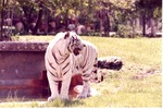 White Bengal tiger standing beside a pool in their habitat at Miami Metrozoo