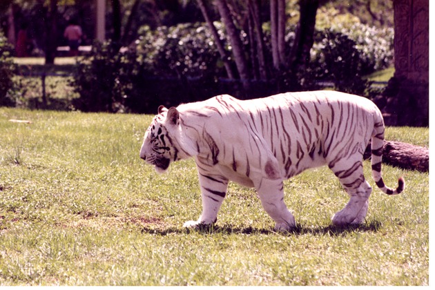 White Bengal tiger walking in its habitat at the Miami Metrozoo