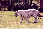 [1980/2000] White Bengal tiger walking in its habitat at the Miami Metrozoo