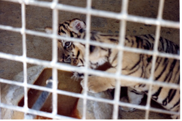 Two Bengal tiger cubs drinking from a stone water bowl behind a fence at Miami Metrozoo